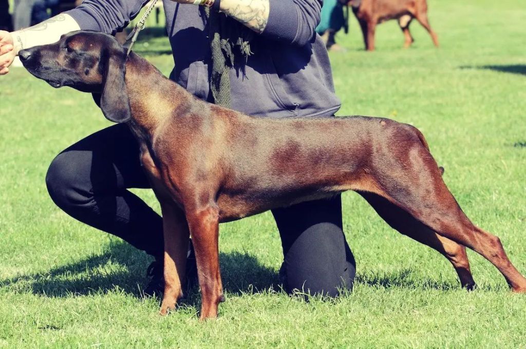 Les Chien de recherche au sang du H. bavaroise de l'affixe Des Chaumes Balkanes